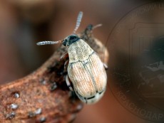 Acanthoscelides pallidipennis_имаго